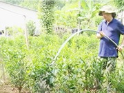  Phú Yên: Bảo tồn và phát triển giống chè Mã Dọ